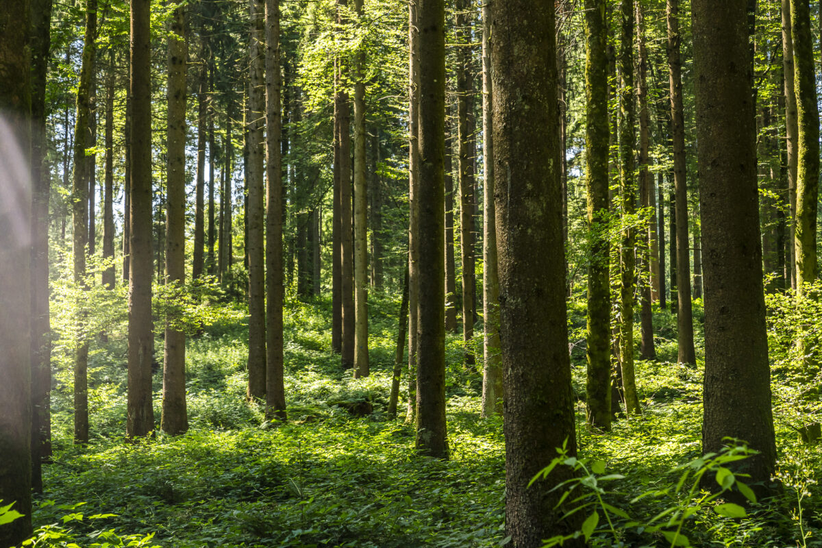 Frienisberg forest