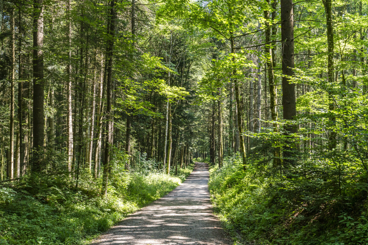 Paths in Frienisberg forest