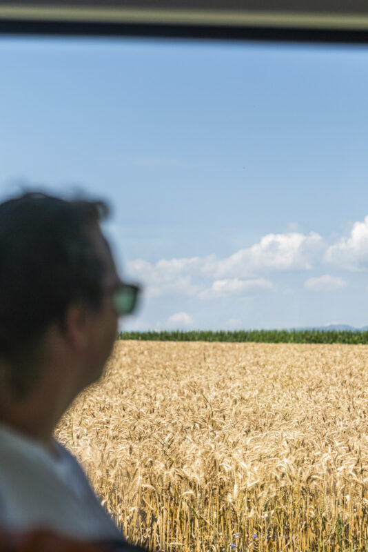 View of cornfields