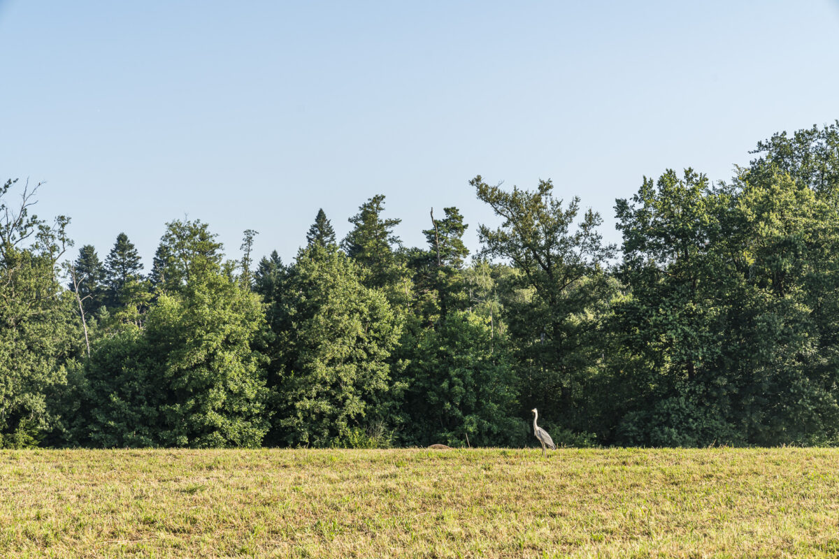 Grey heron in Herrenschwanden