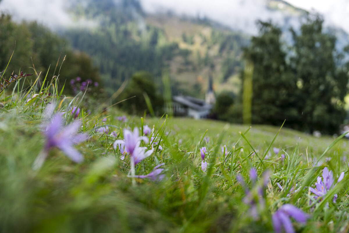 Autumn crocuses in the Münstertal valley