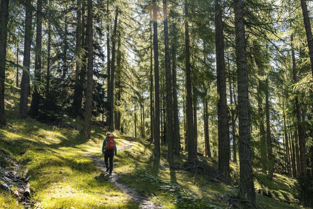 Forest near Lü