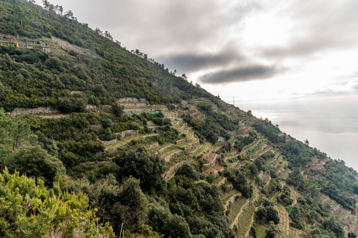 Vineyards in the Cinque Terre