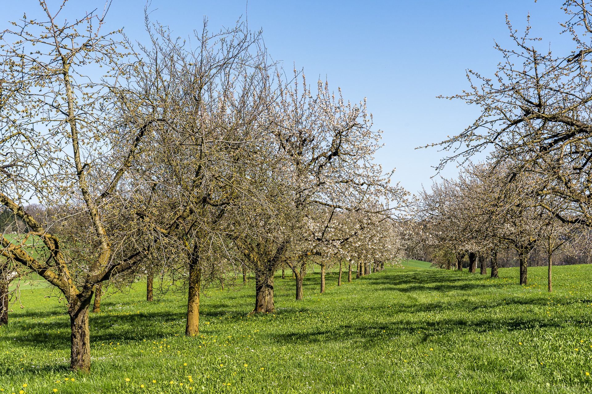 Floración de cerezos en Baselland