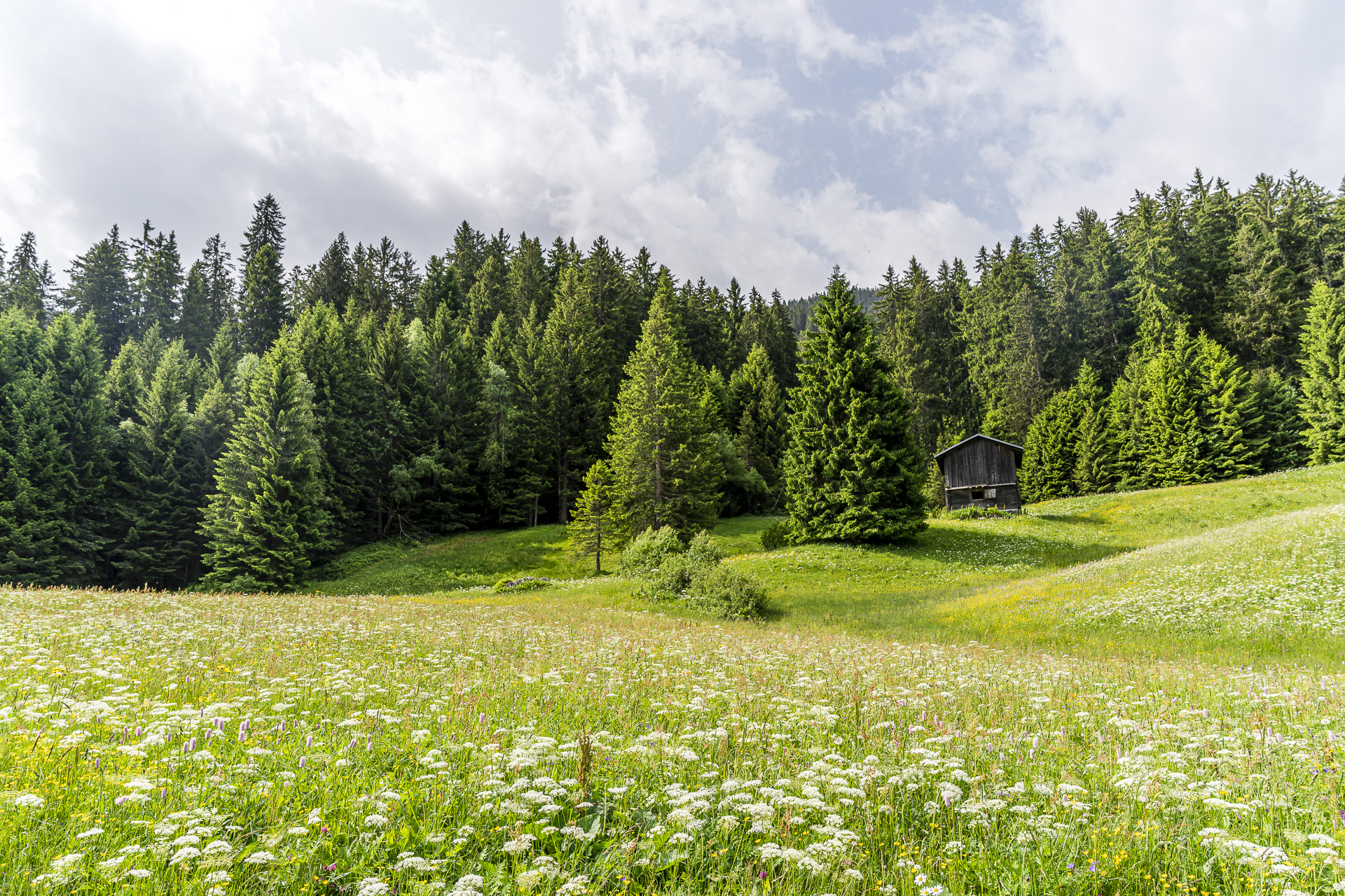 Alpages, Surselva