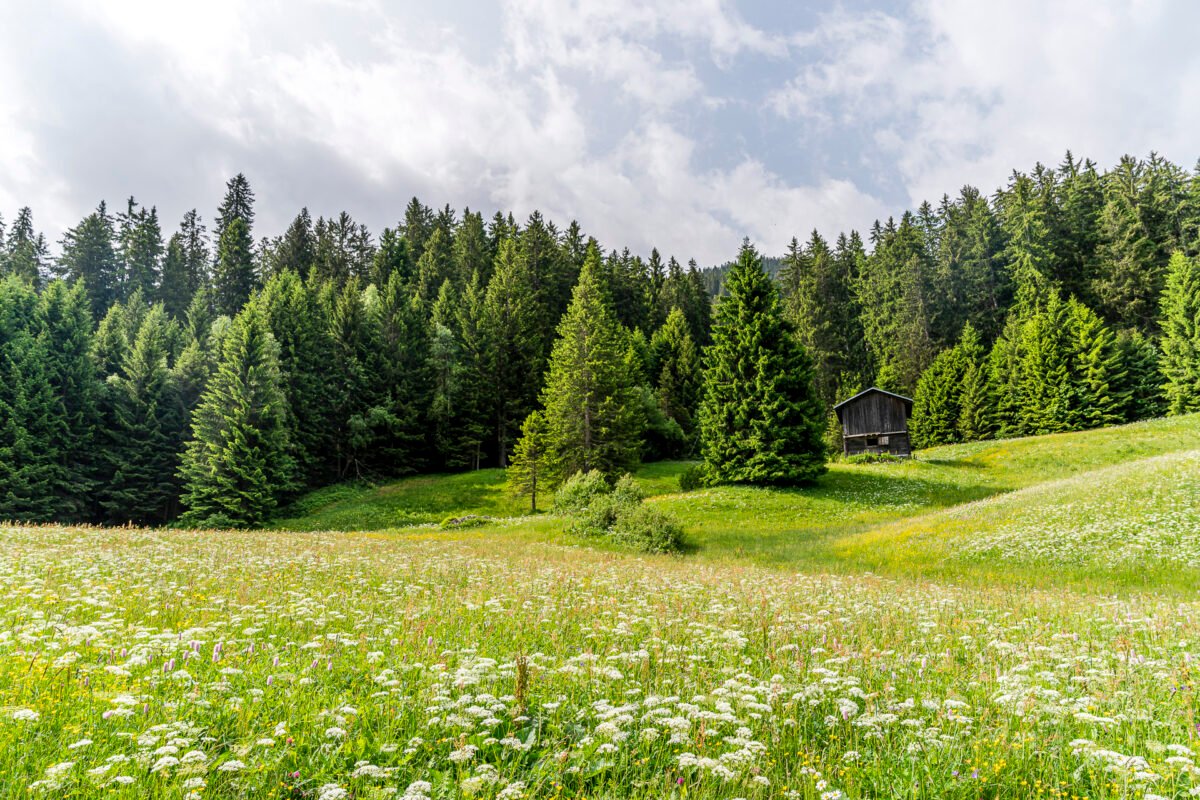 Alpine pastures Surselva