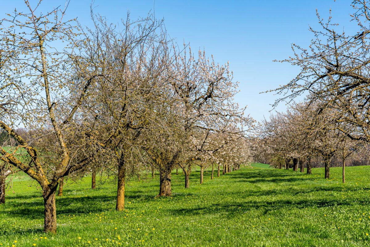 Cherry blossom in Baselland
