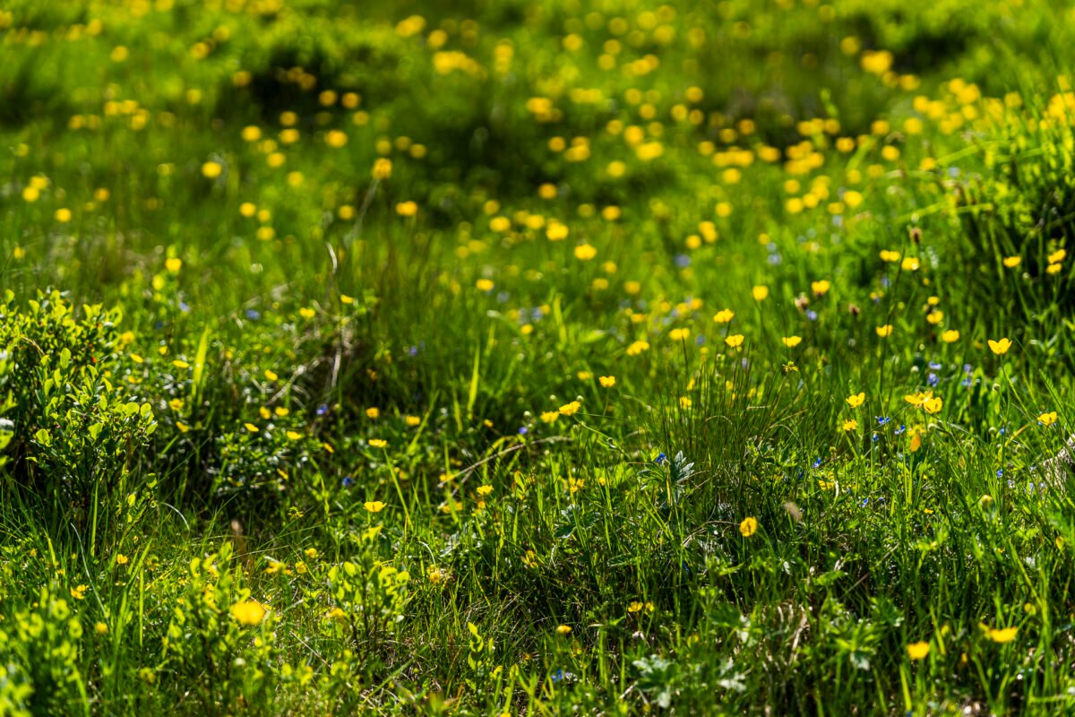 Alpine pastures in the Surselva