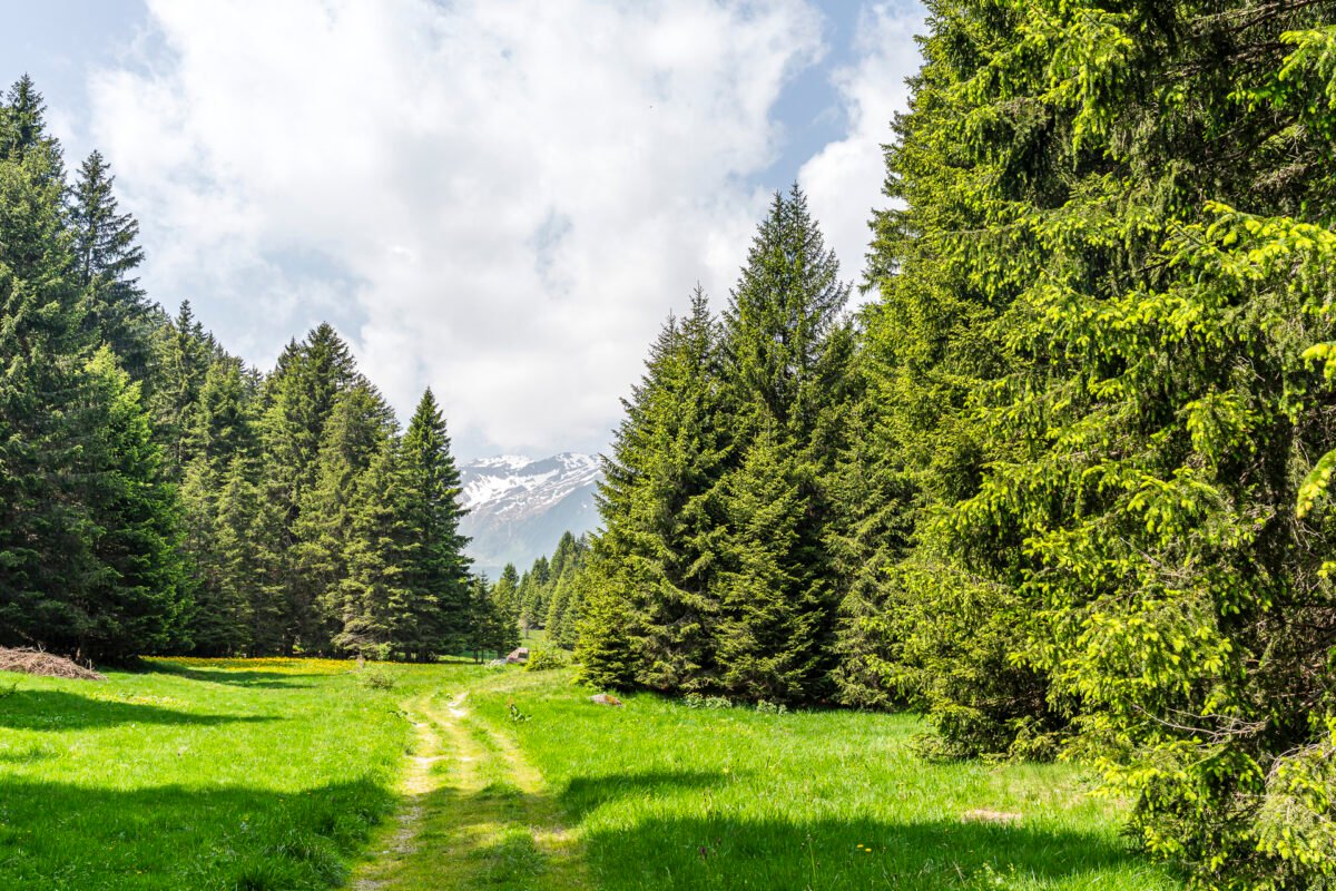 Hiking trail Surselva