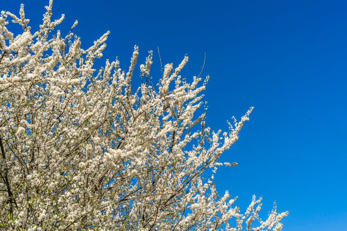 Cherry blossom on the Baselbieter Chrisiweg