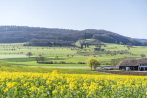 On the Basel-Landschaft Cherry Trail through the Tafeljura