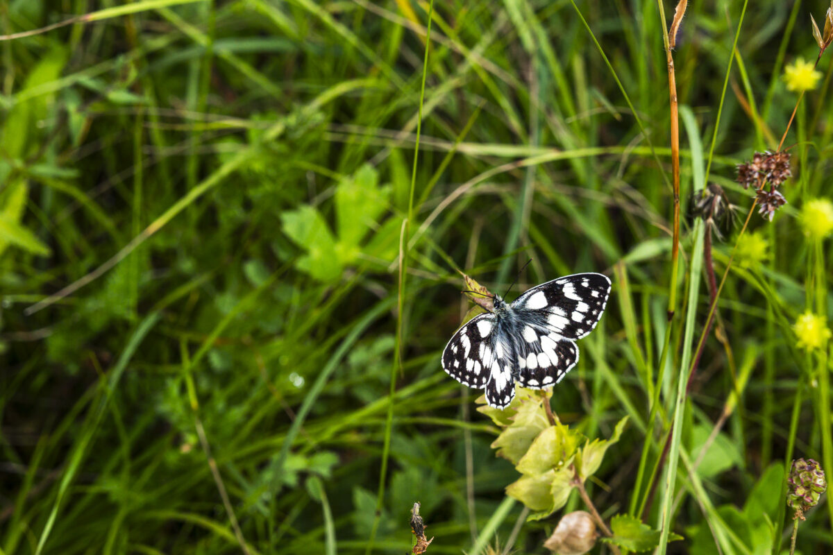 Close-up of butterfly