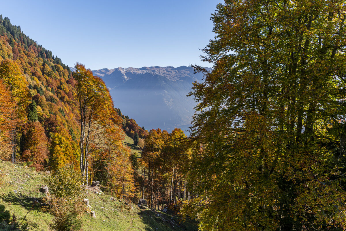 Fall forests in Glarnerland