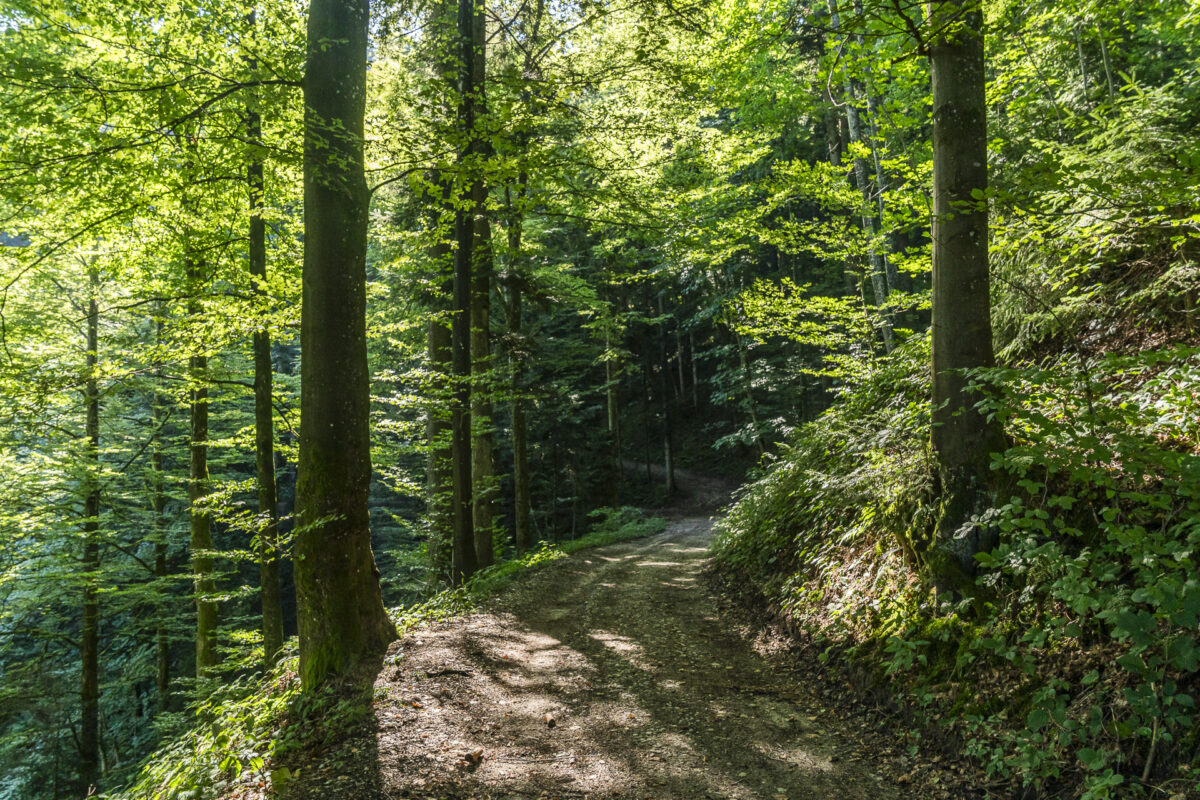 Waldwege im Napfgebiet