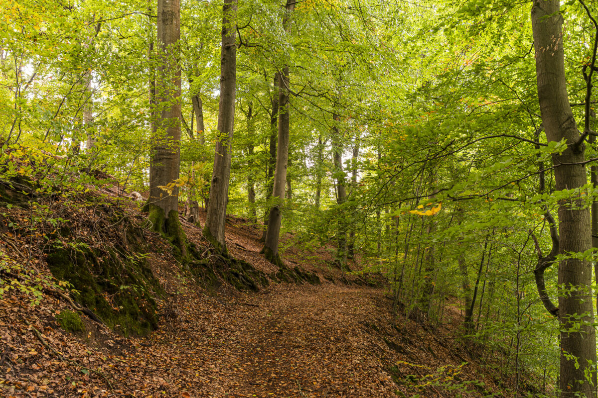 Eichwälder in Mecklenburg-Vorpommern