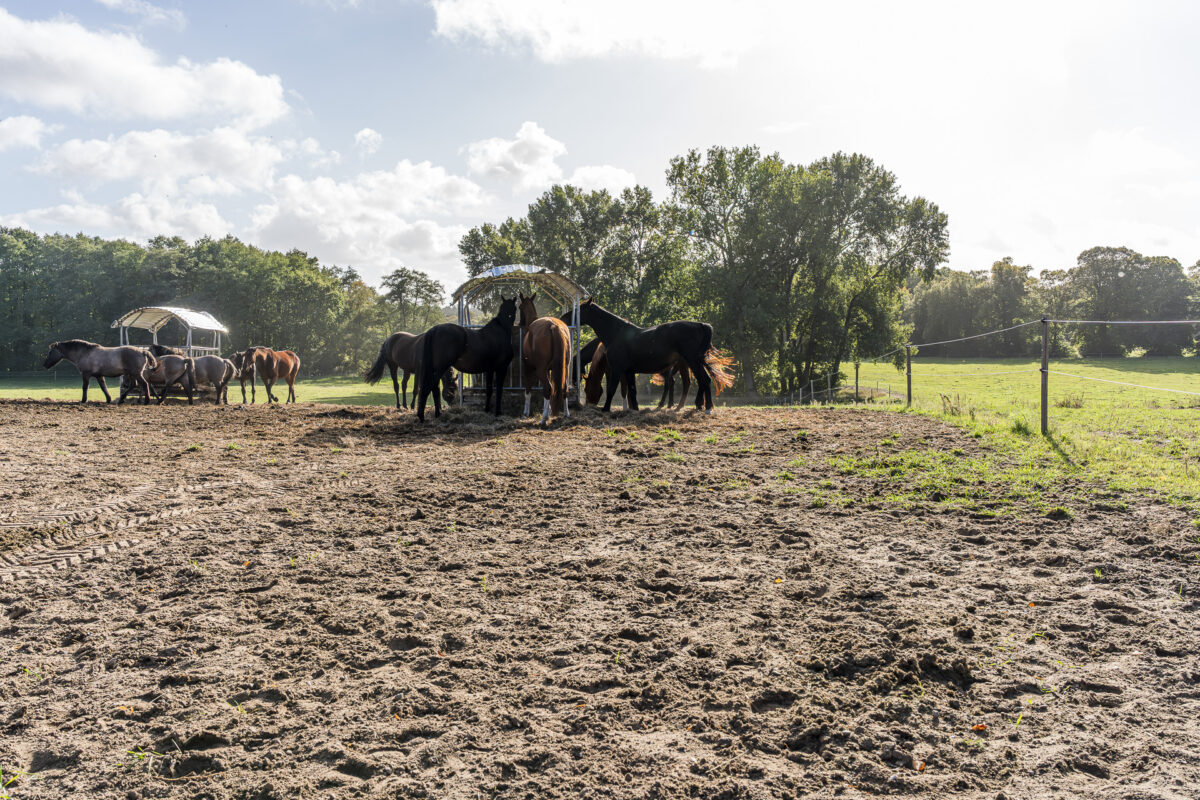 Pferde in Wendorf MV