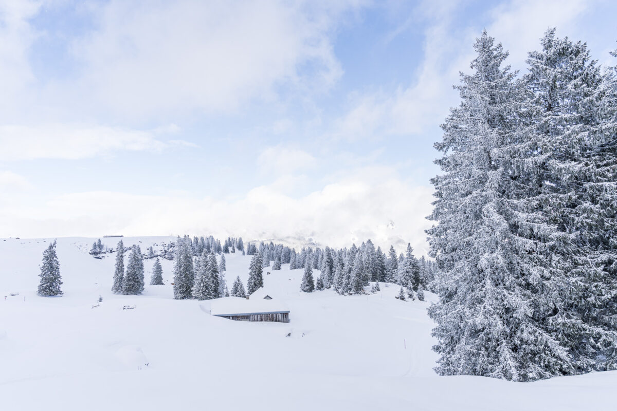 Toggenburg Alp Sellamatt