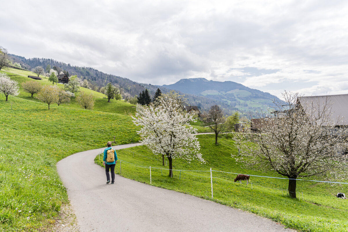 Caminhada das flores de cerejeira em Zug