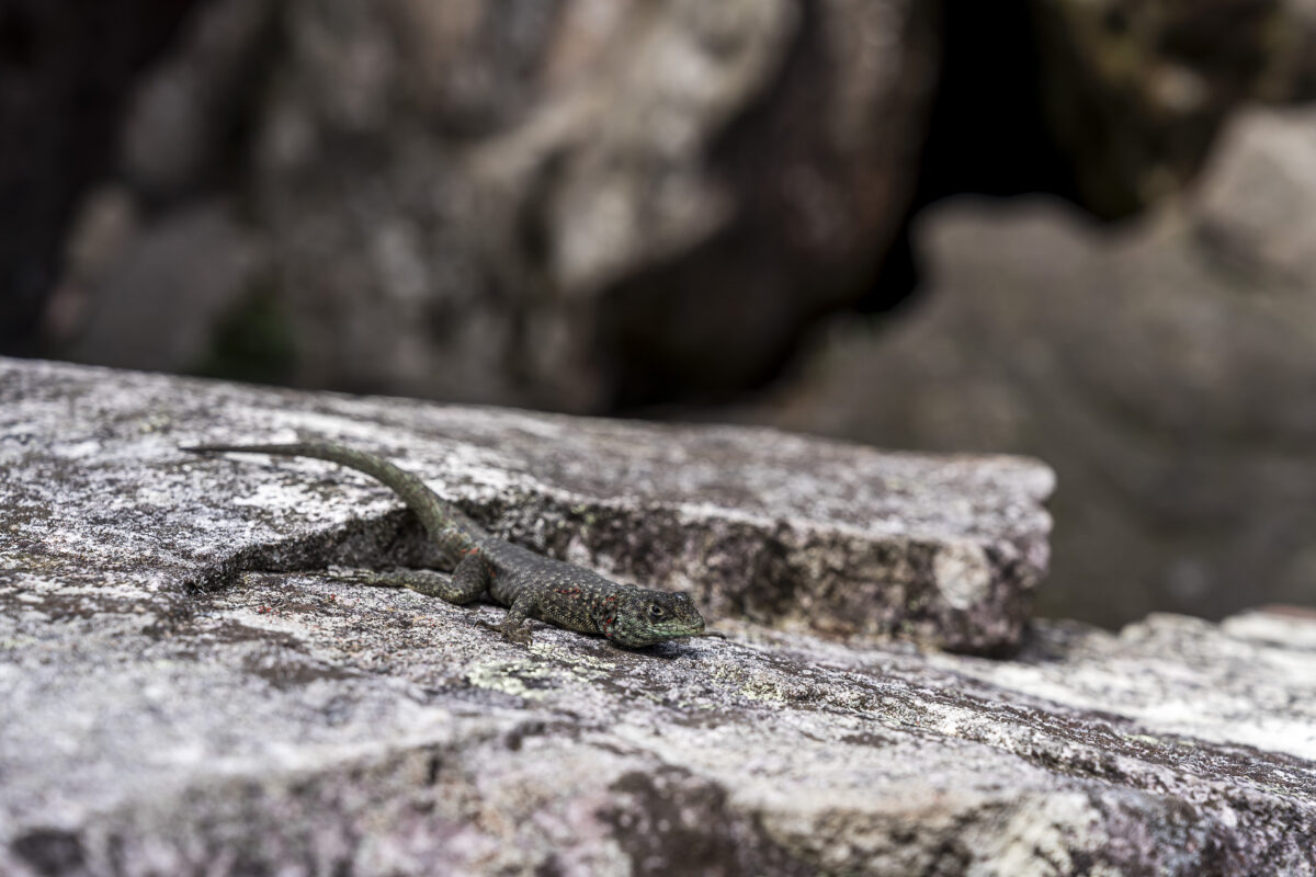 Lézard à Chapada Diamantina
