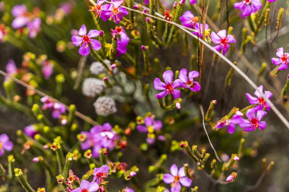 Fleurs à Chapada Diamantina