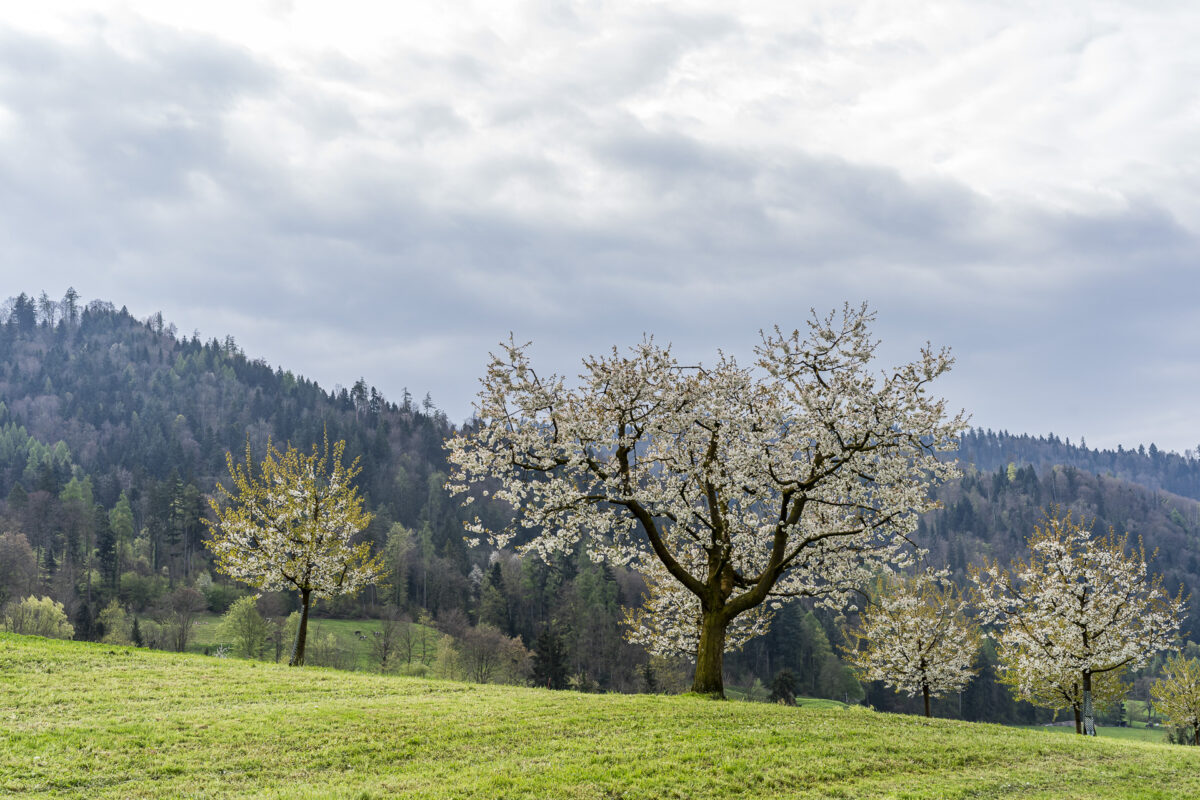 Cerejeiras em flor em Zug