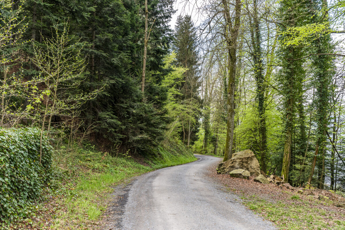 Trilha florestal perto de Zug