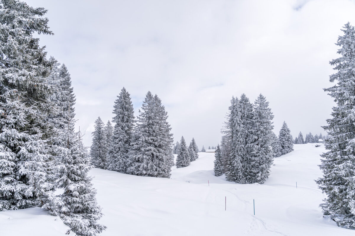 Alp Sellamatt snowshoe trail