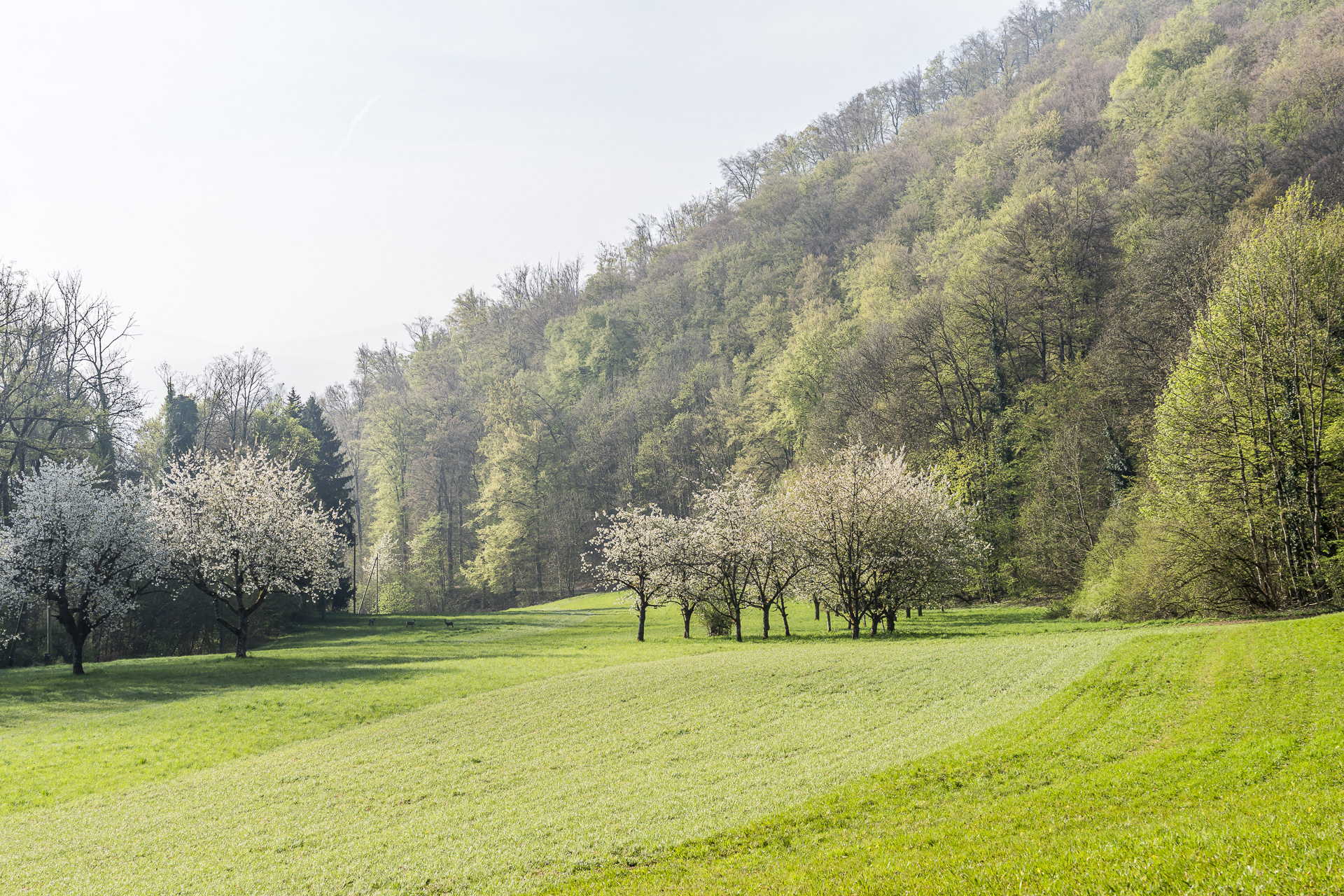 Clareira na floresta perto de Büren, Solothurn