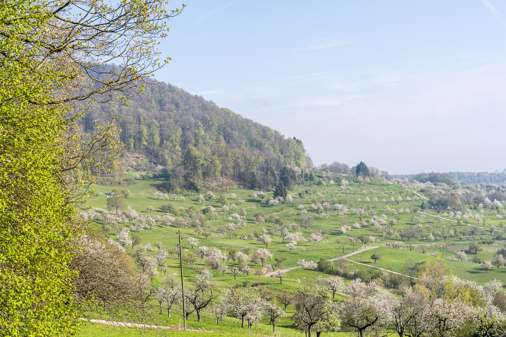 Paisagem de cerejeiras em Nuglar
