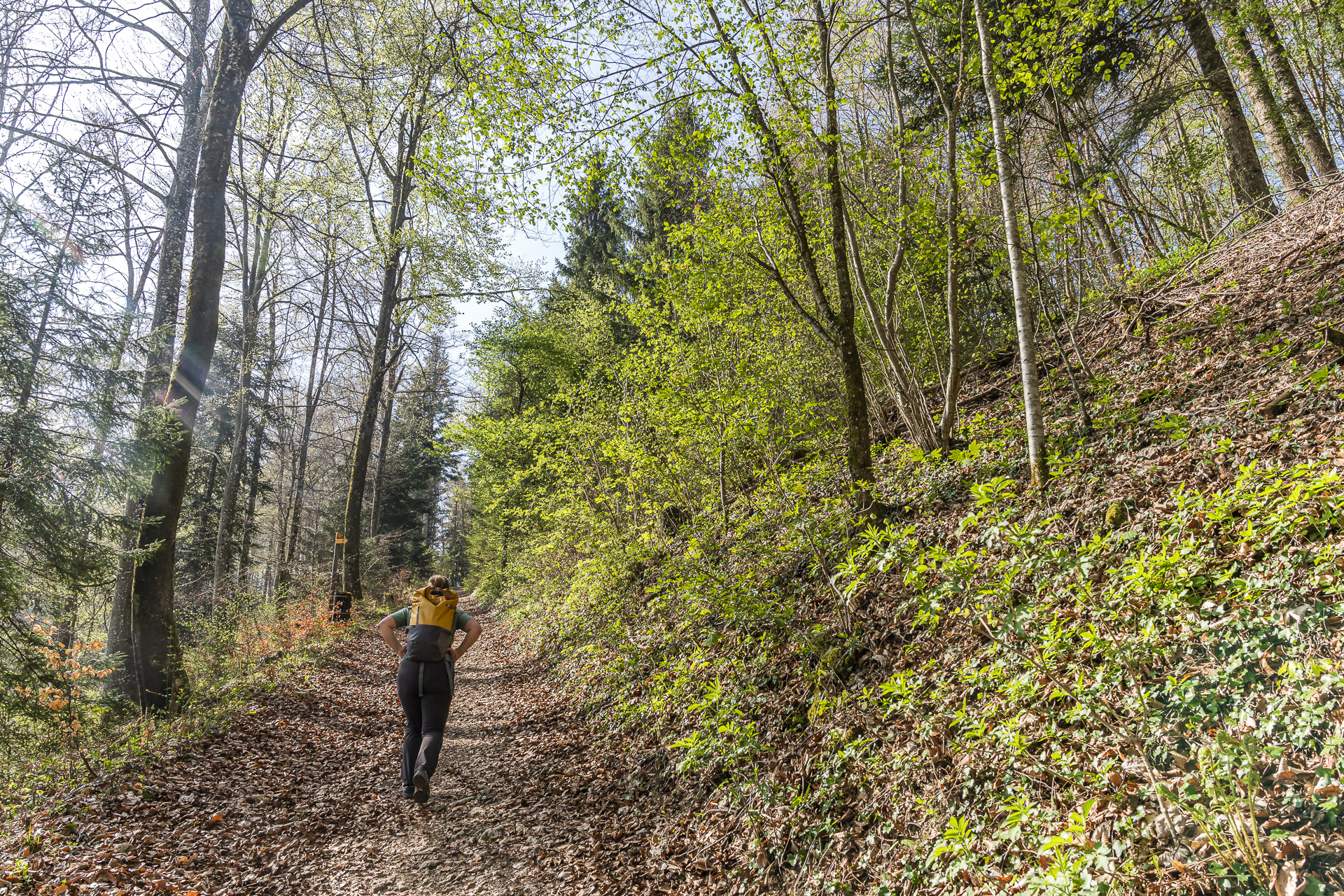 Hobelrank Hochwald