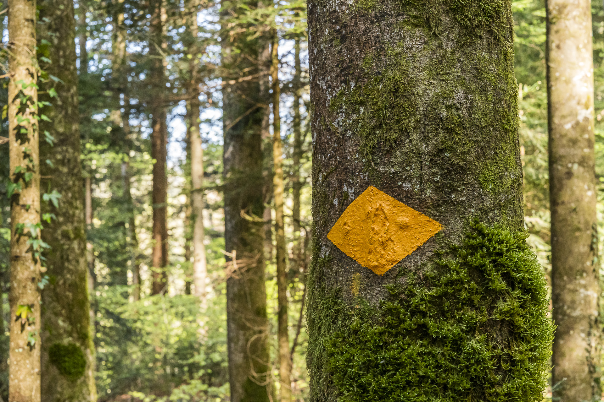 Signpost on a tree