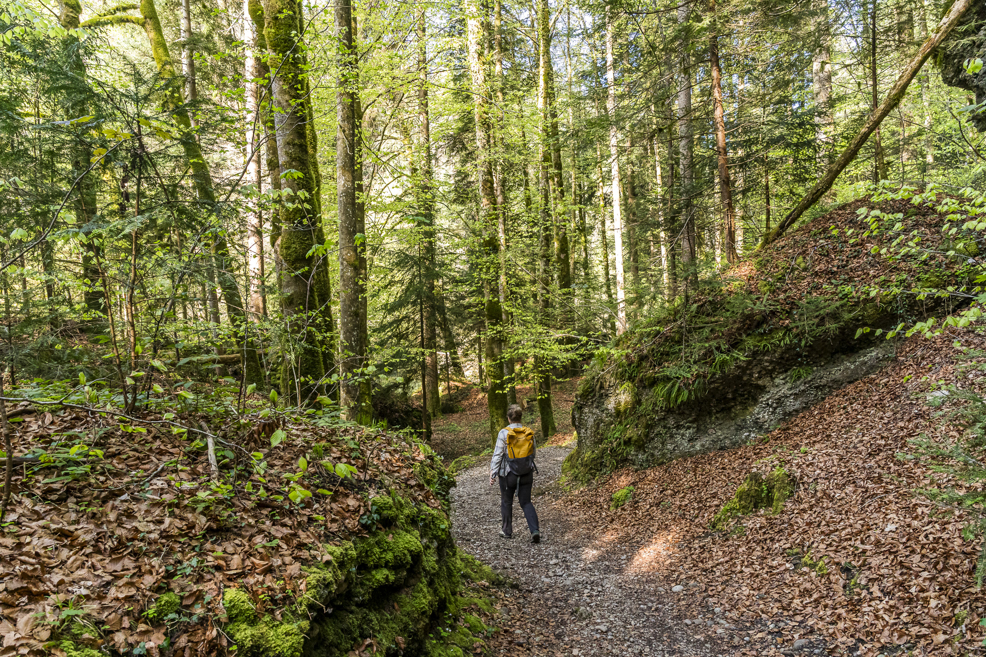 Wooded trail along the Sihl