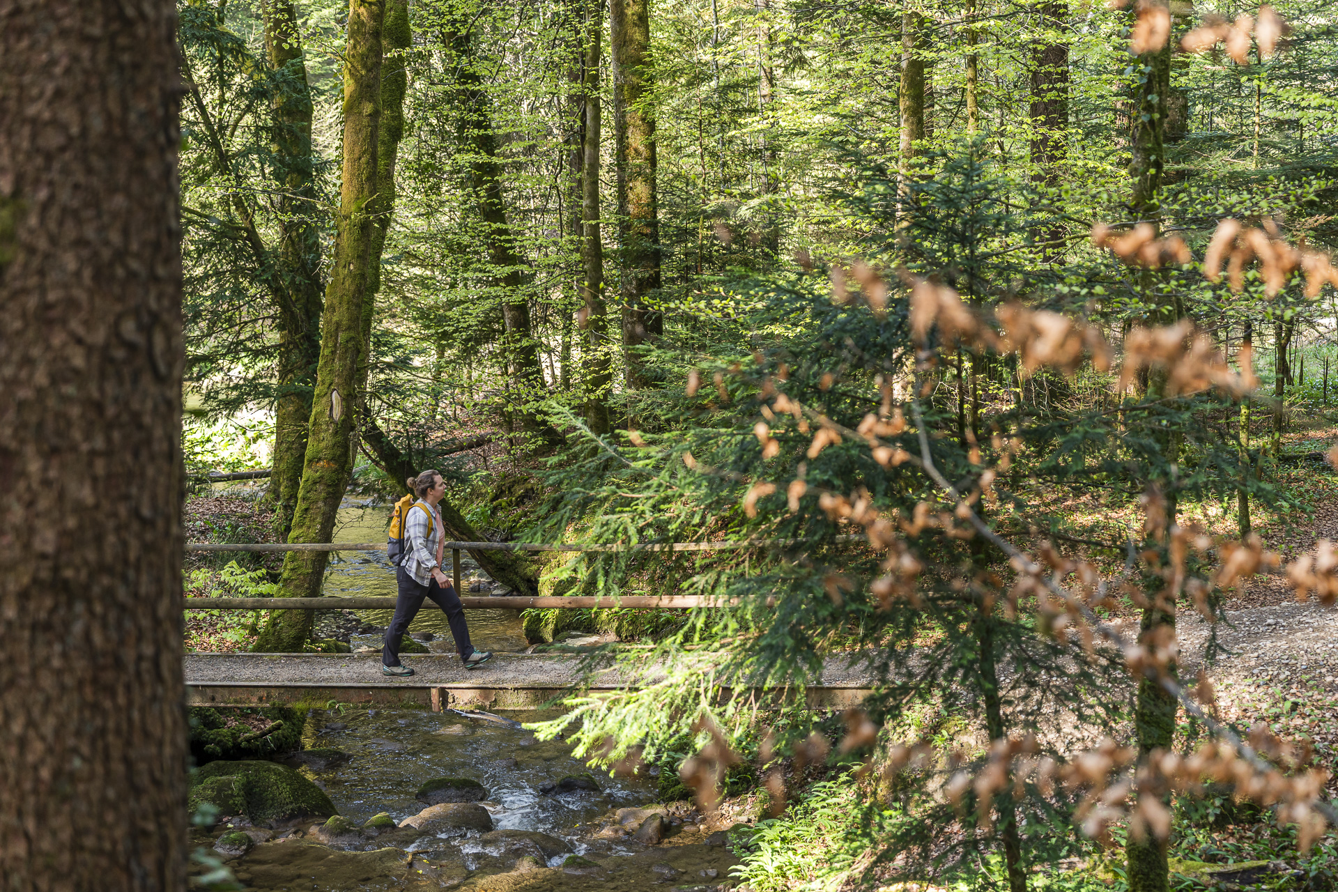 Trail along the Sihl