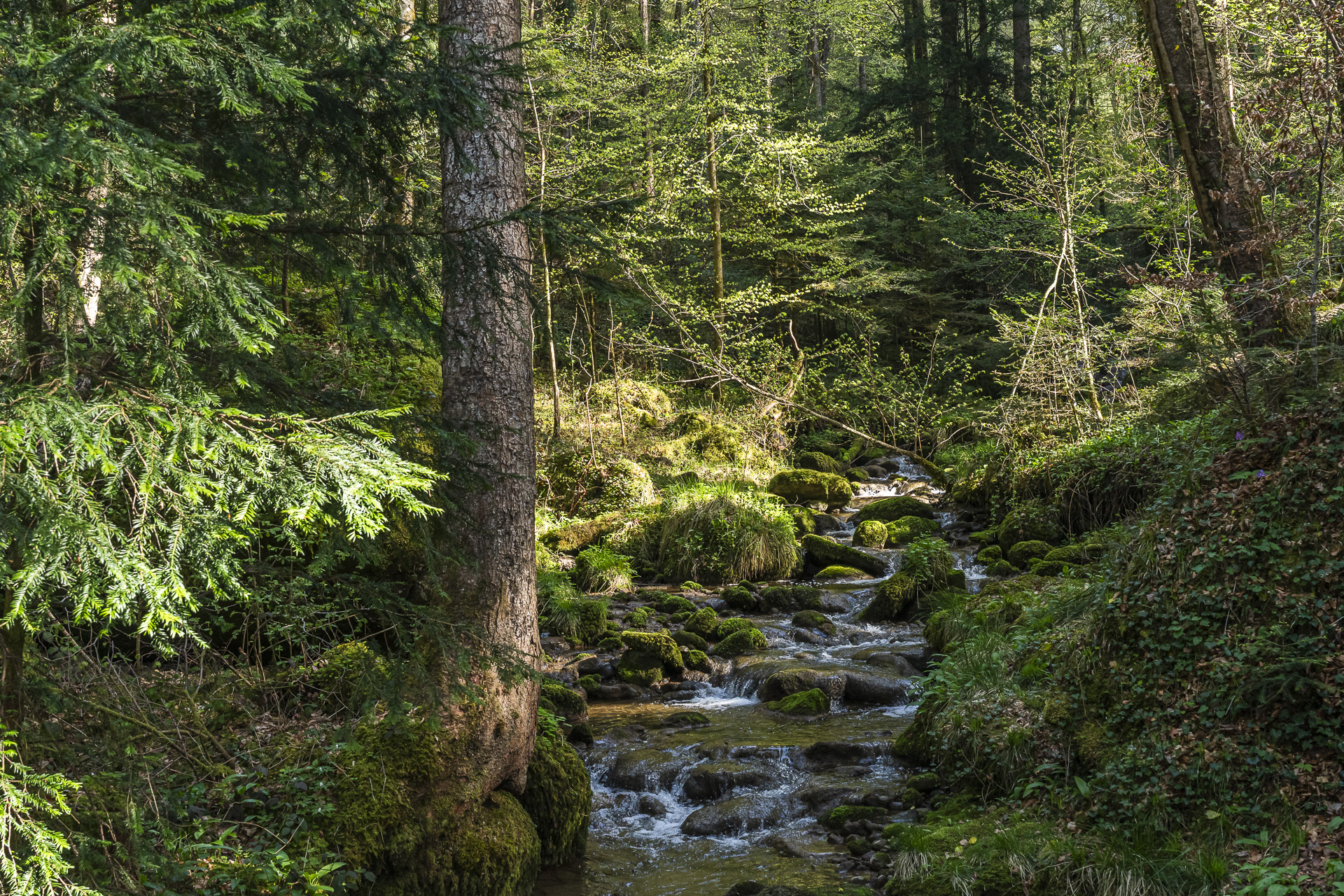 Nature in the Sihl gorge