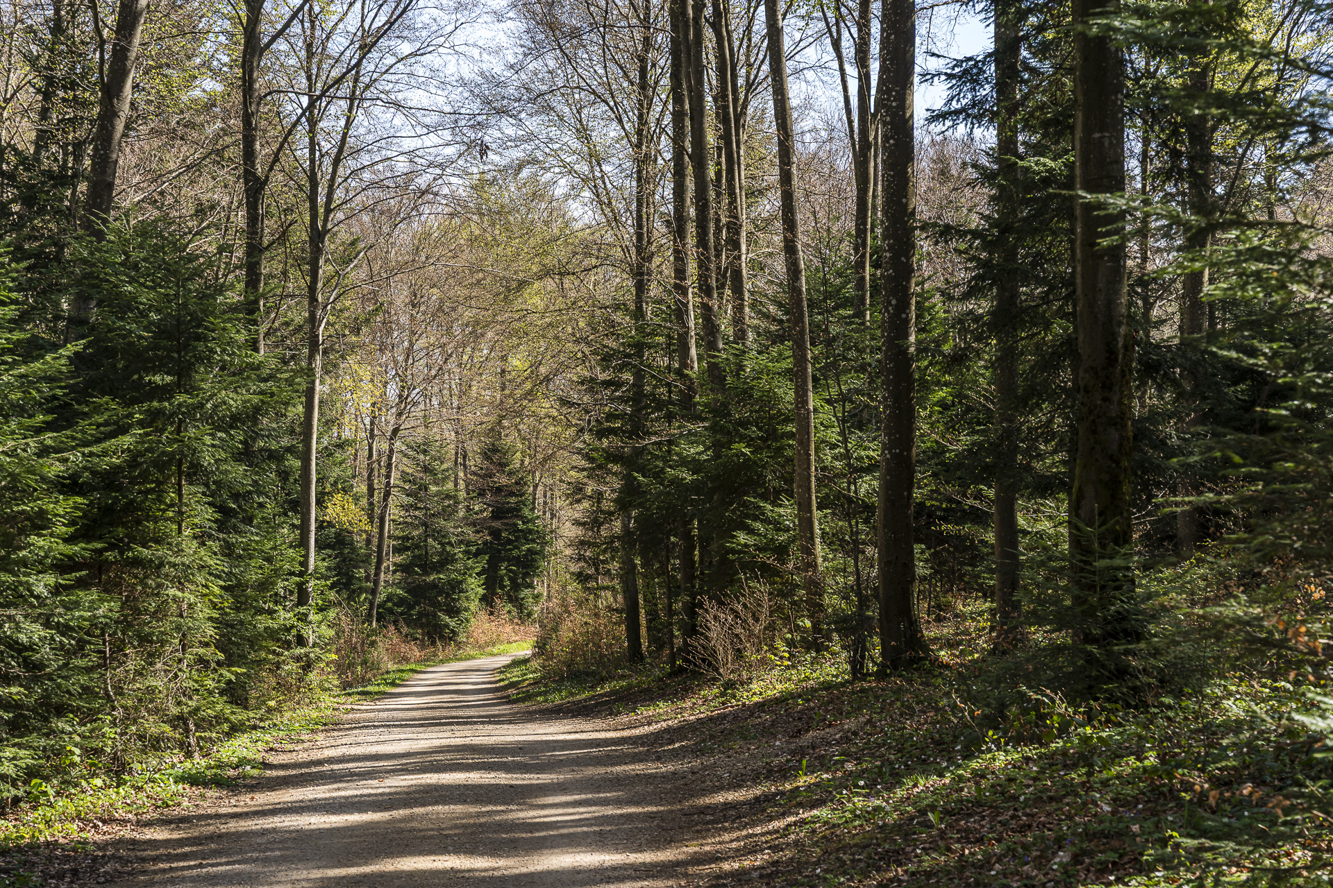 Trilha de caminhada na floresta