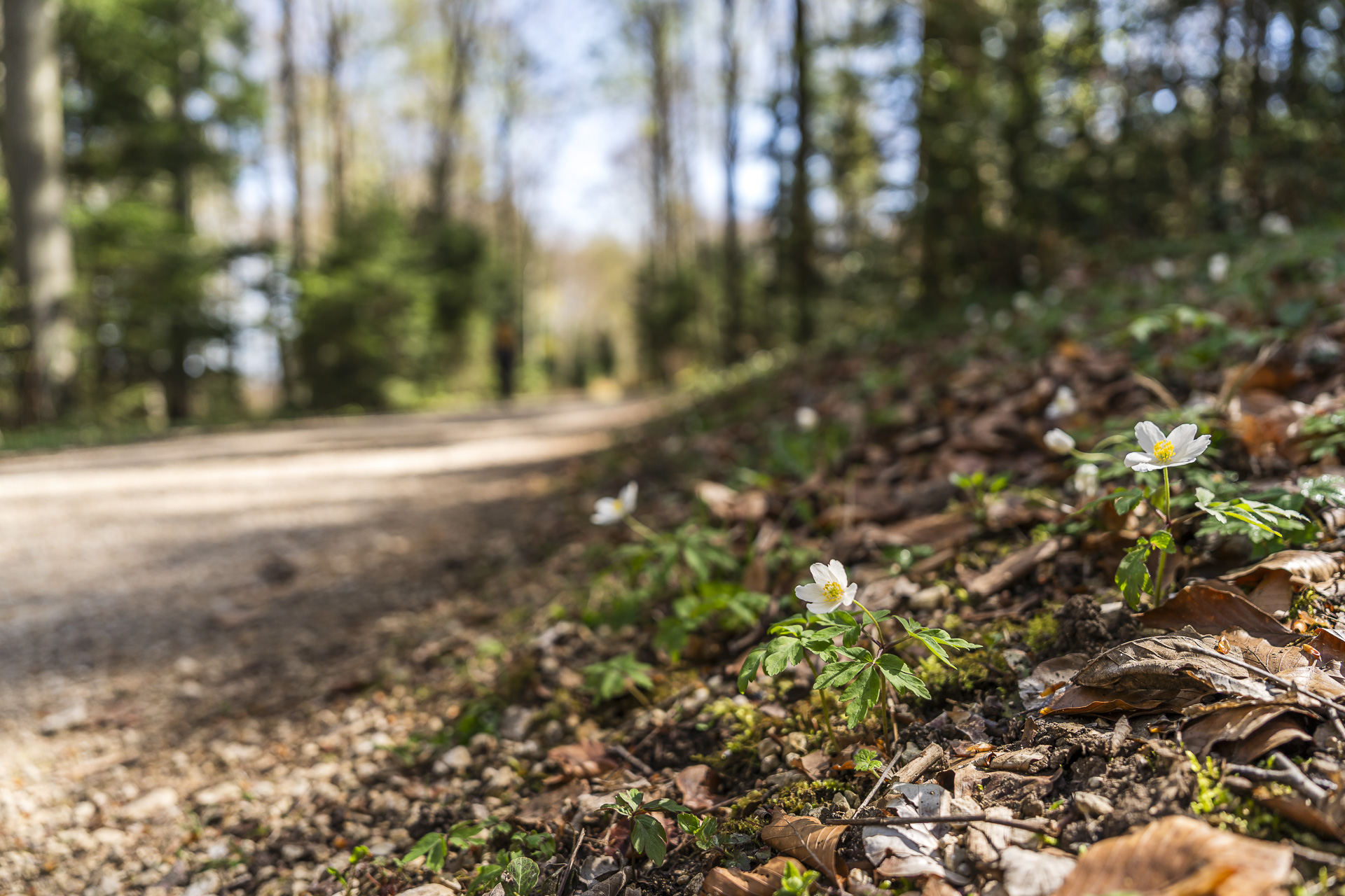 Primavera na floresta