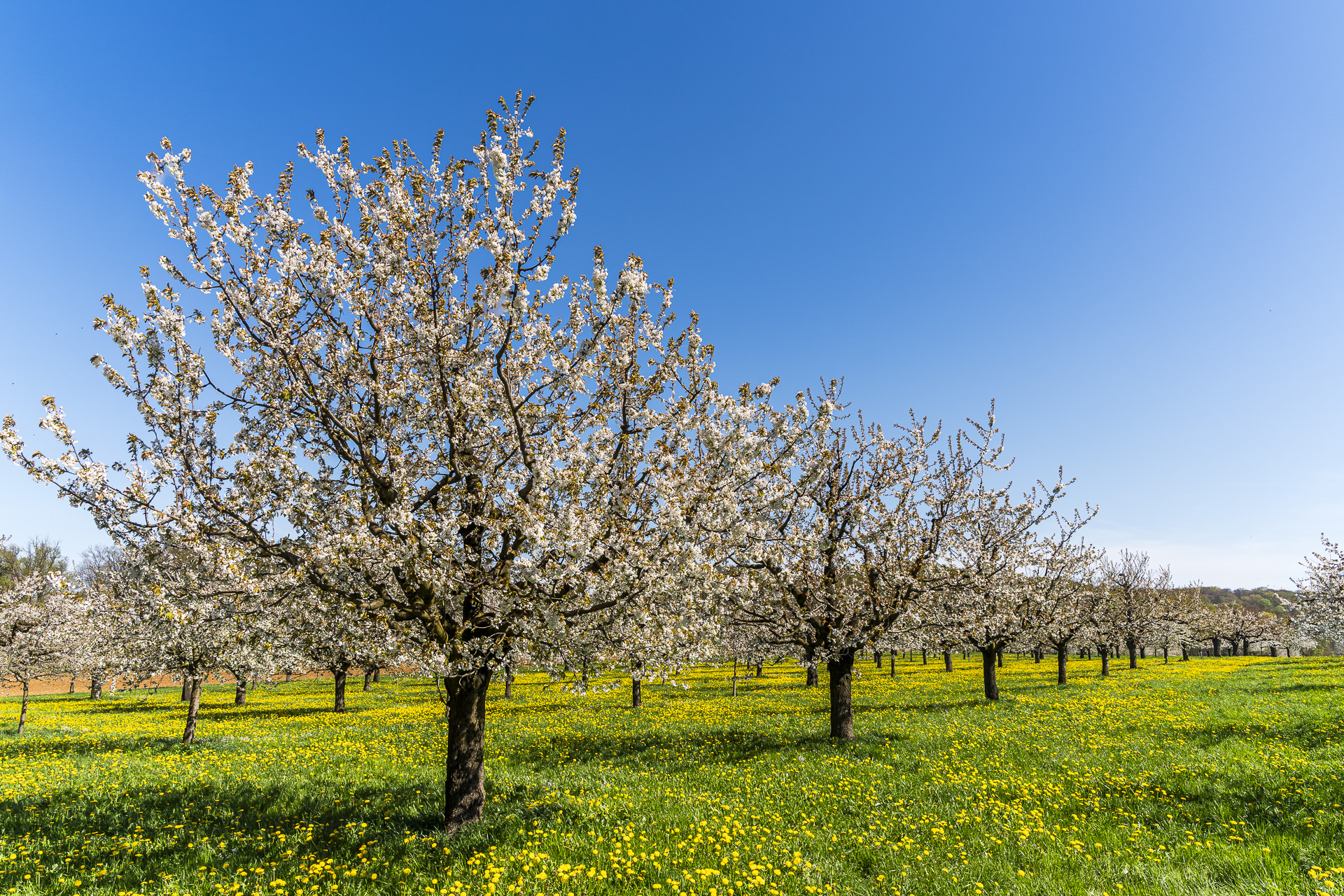 Plantação de cerejeiras no vilarejo de Stollenhäuser