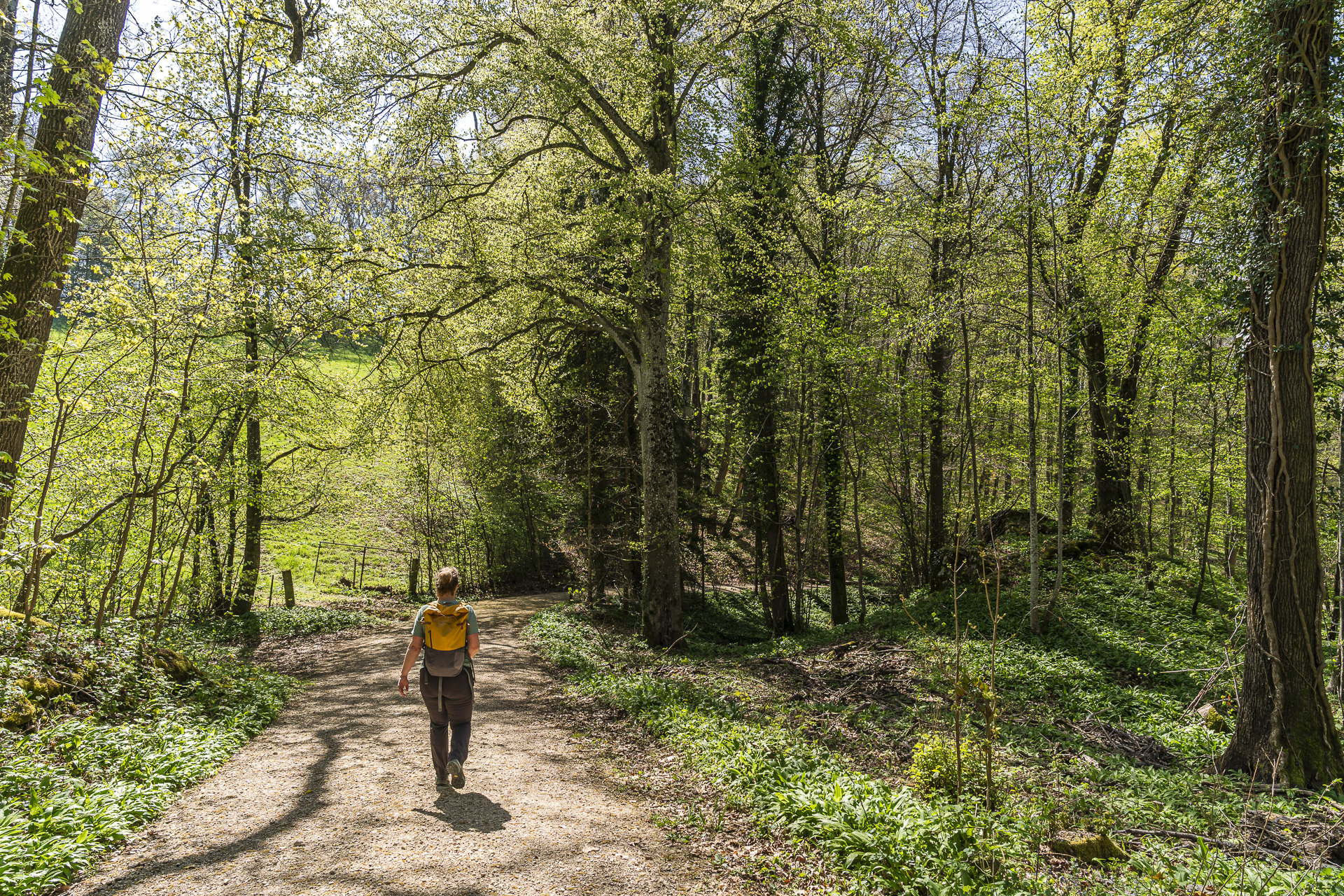 Trilha na floresta perto de Arlesheim até a Ermitage