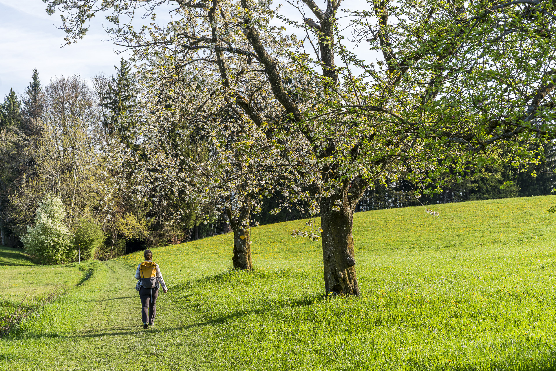 Trail in Menzingen