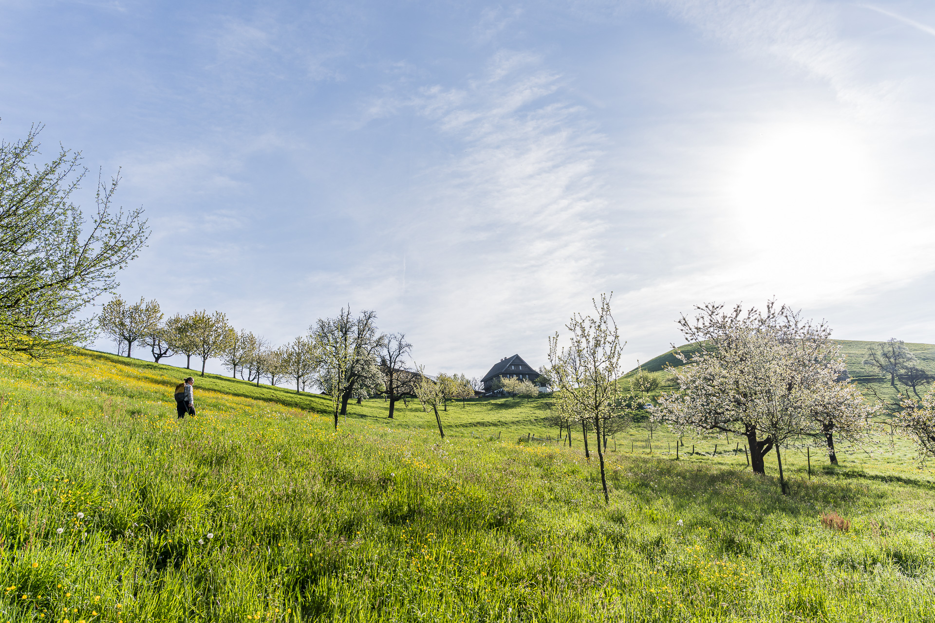 Trail through fruit trees