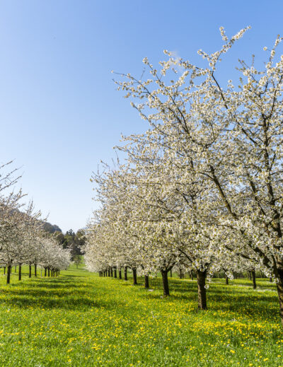 Floraison des cerisiers à Nuglar
