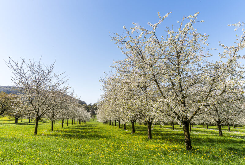 Cherry blossom in Nuglar