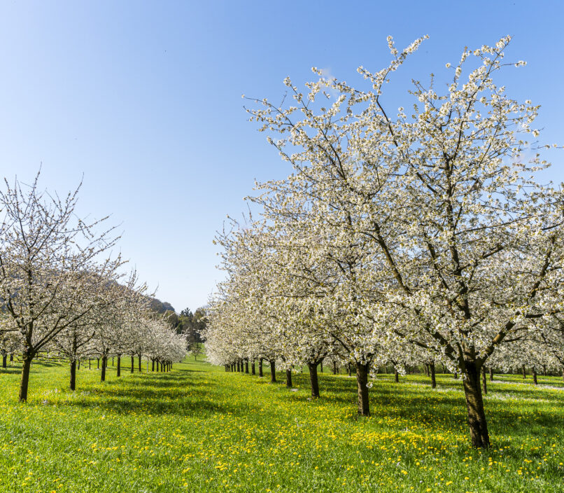 Cherry blossom in Nuglar