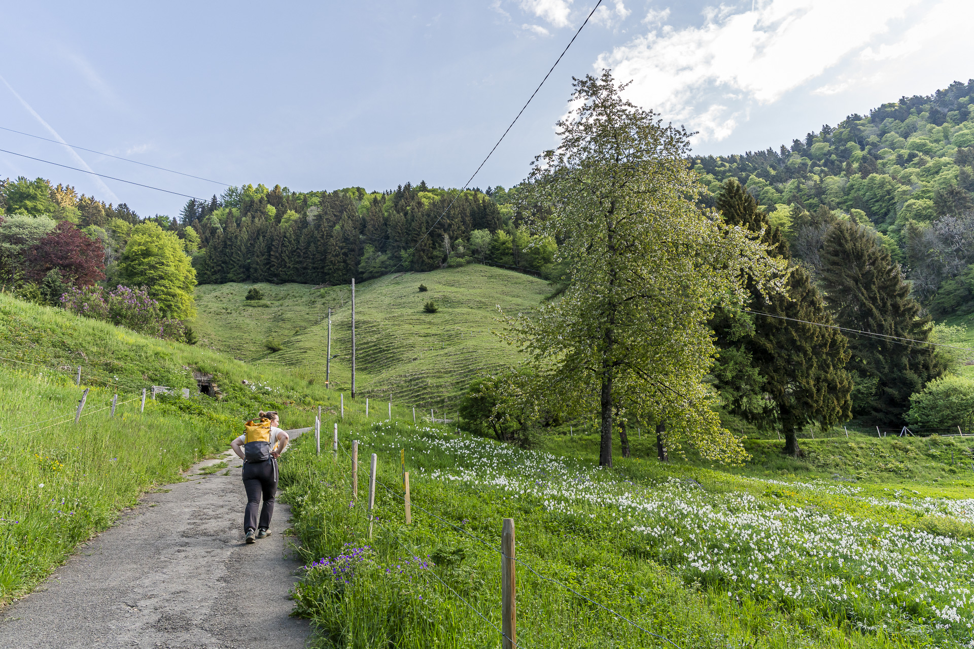 Daffodil hike in Les Avants