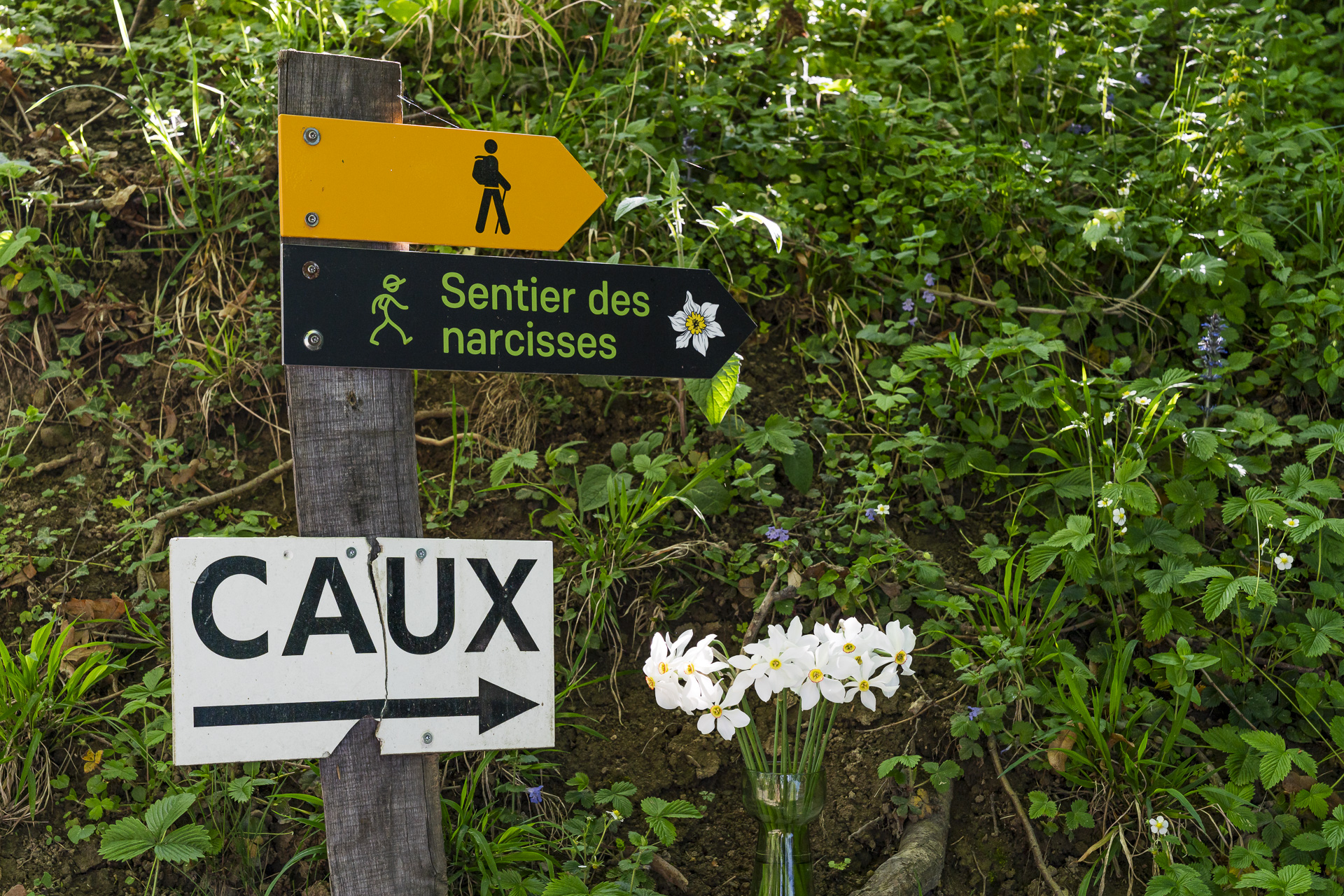 Daffodil trail in Glion