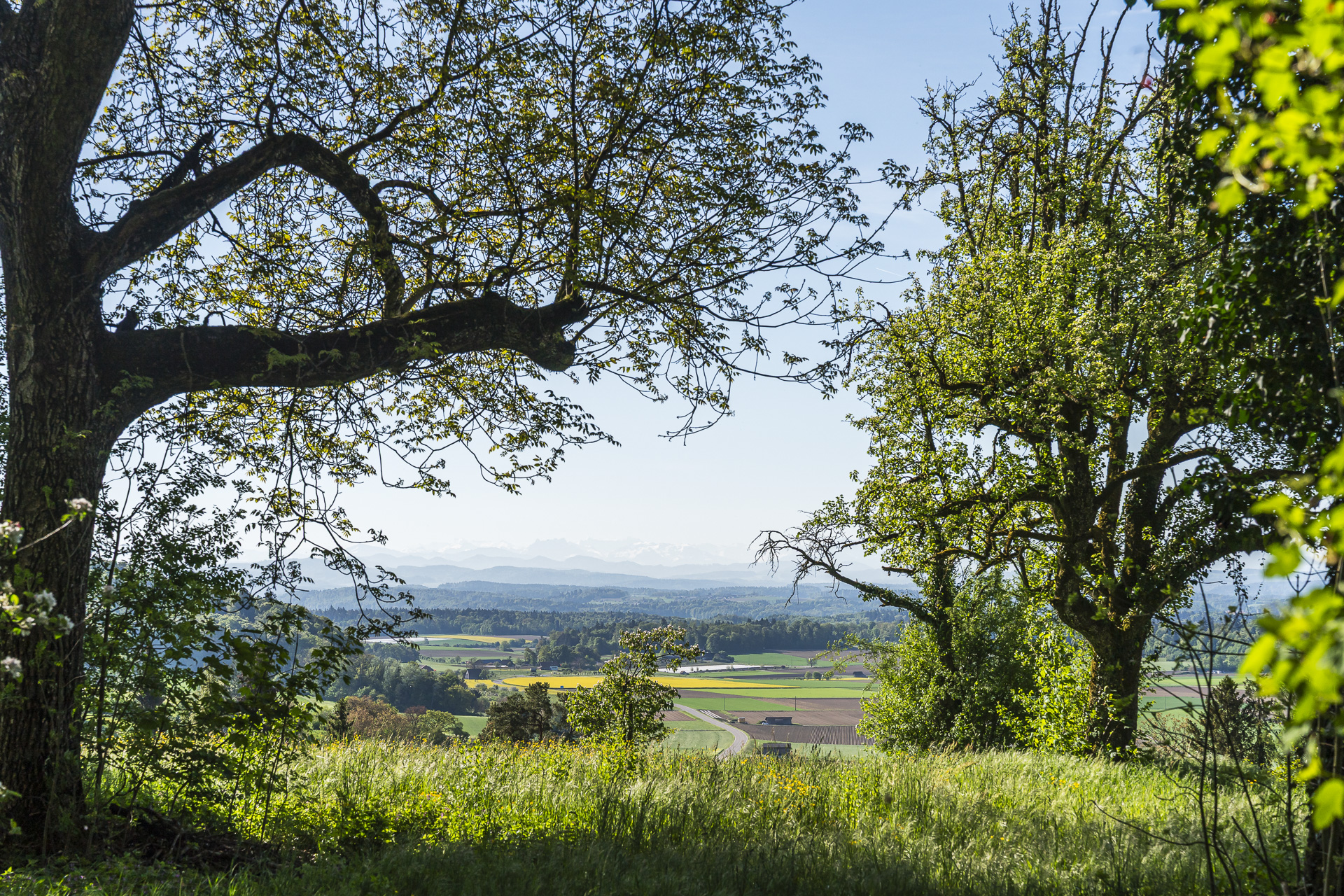 View across the wine country