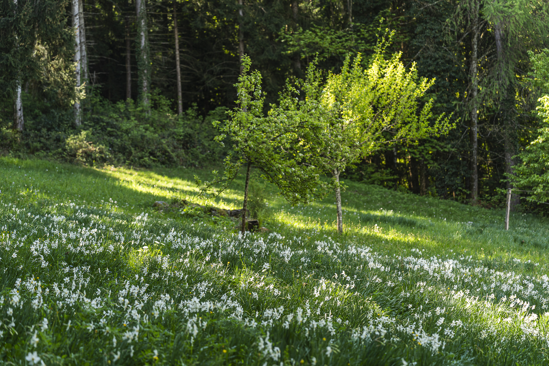 Daffodil fields in Montreux–Glion