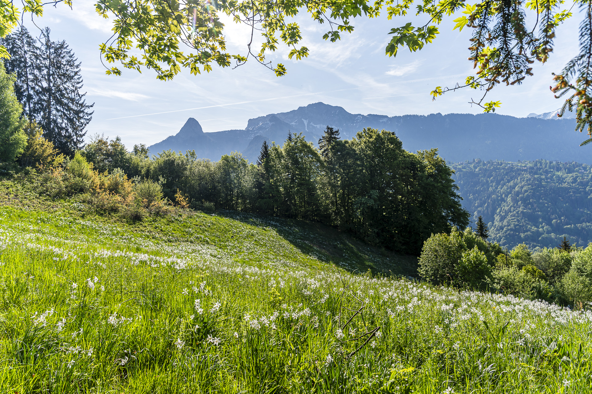 Daffodil fields in Les Avants