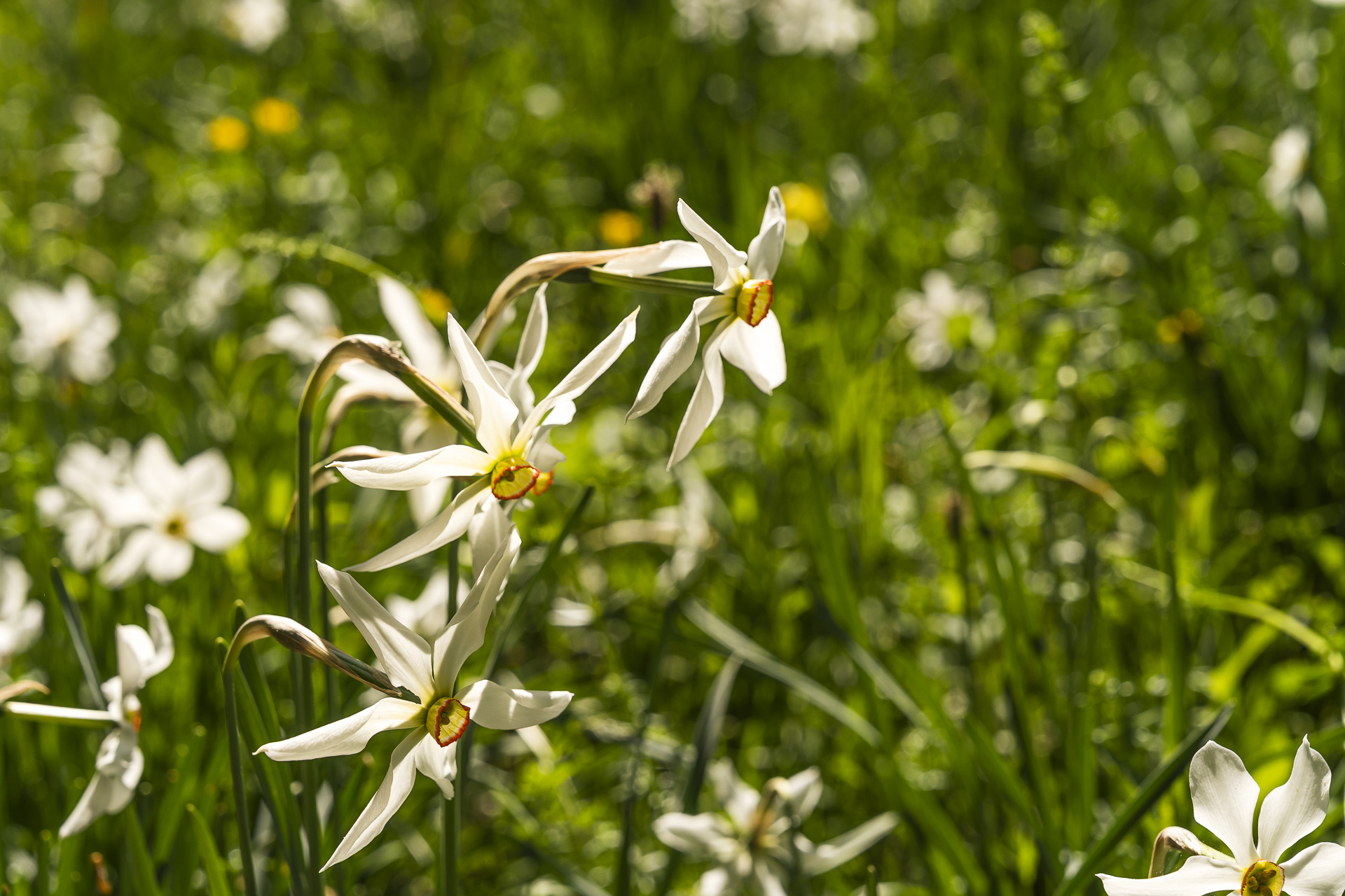 wild daffodils