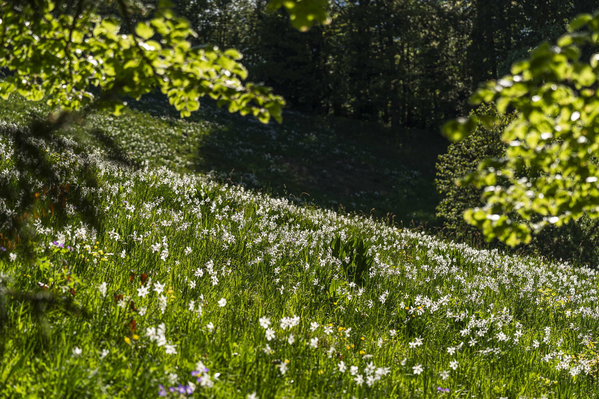 Daffodil field detail